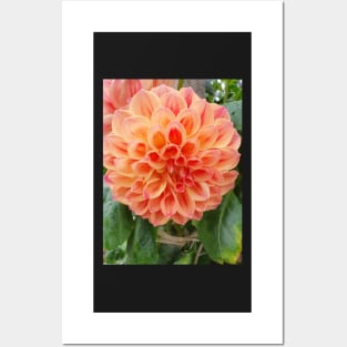 Orange and Red Dahlia Posters and Art